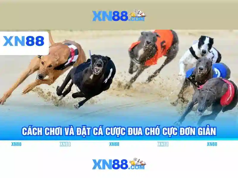 link xn88 – Dấu chân thương hiệu và trải nghiệm người dùng