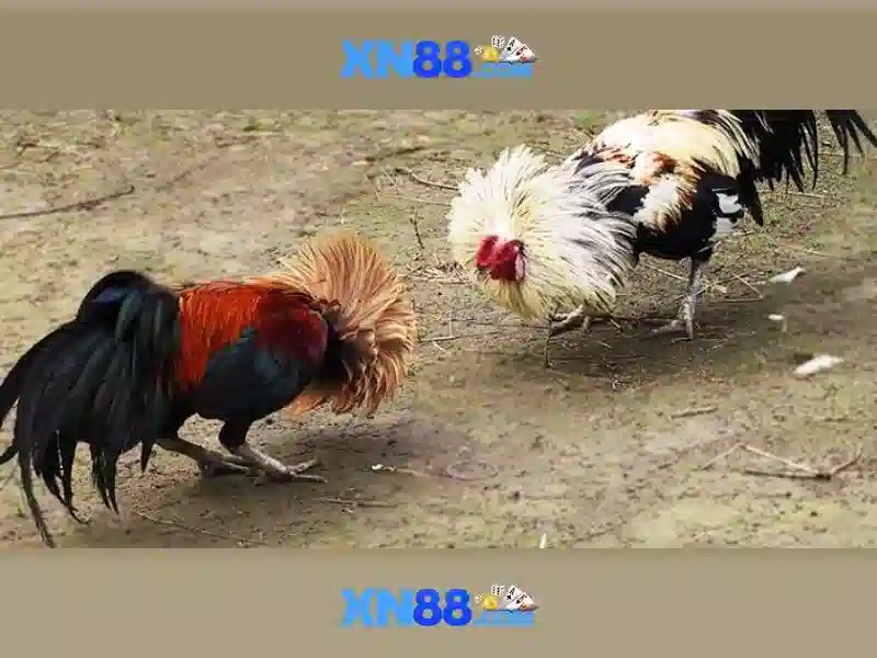 Các tính năng nổi bật