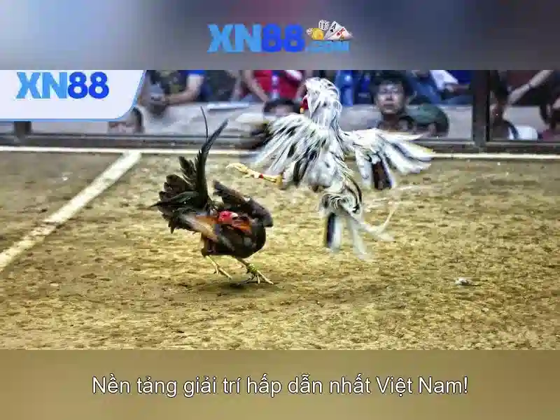 xn88: tổng quan về nền tảng cược trực tuyến và an toàn người chơi 