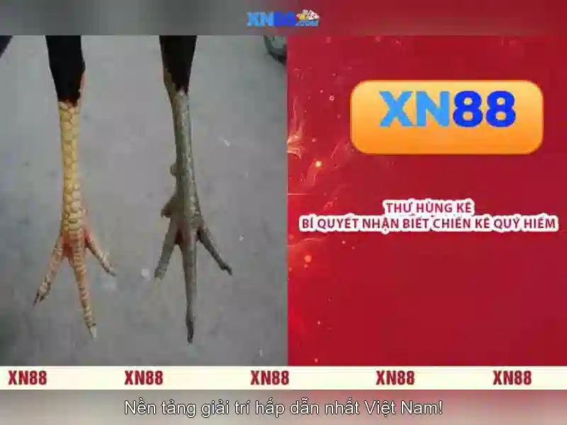 xn88: một nền tảng giải trí và trò chơi trực tuyến